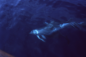 LEICA M6 ELMAR M 2,8/50